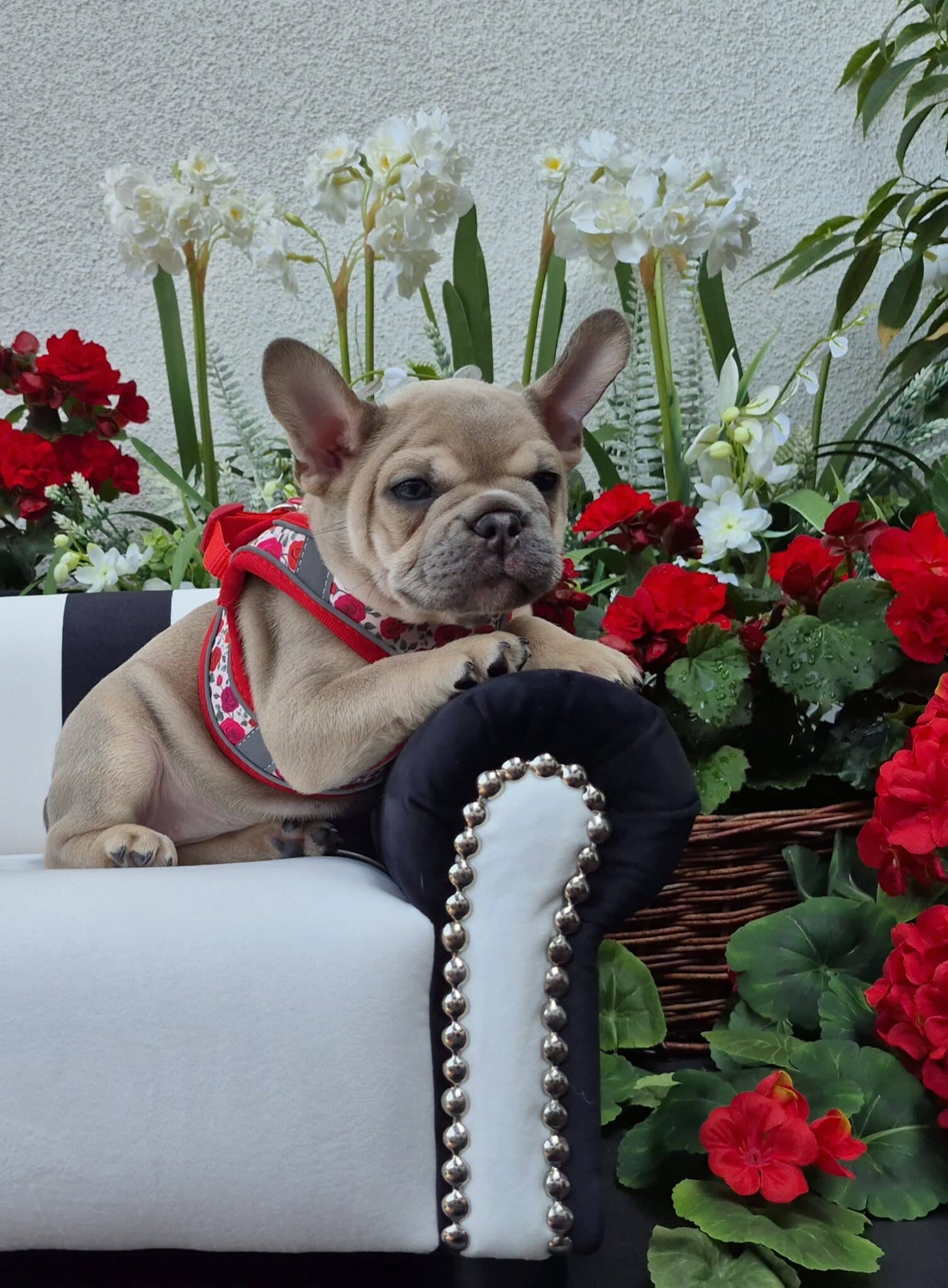 #site_title #image_title