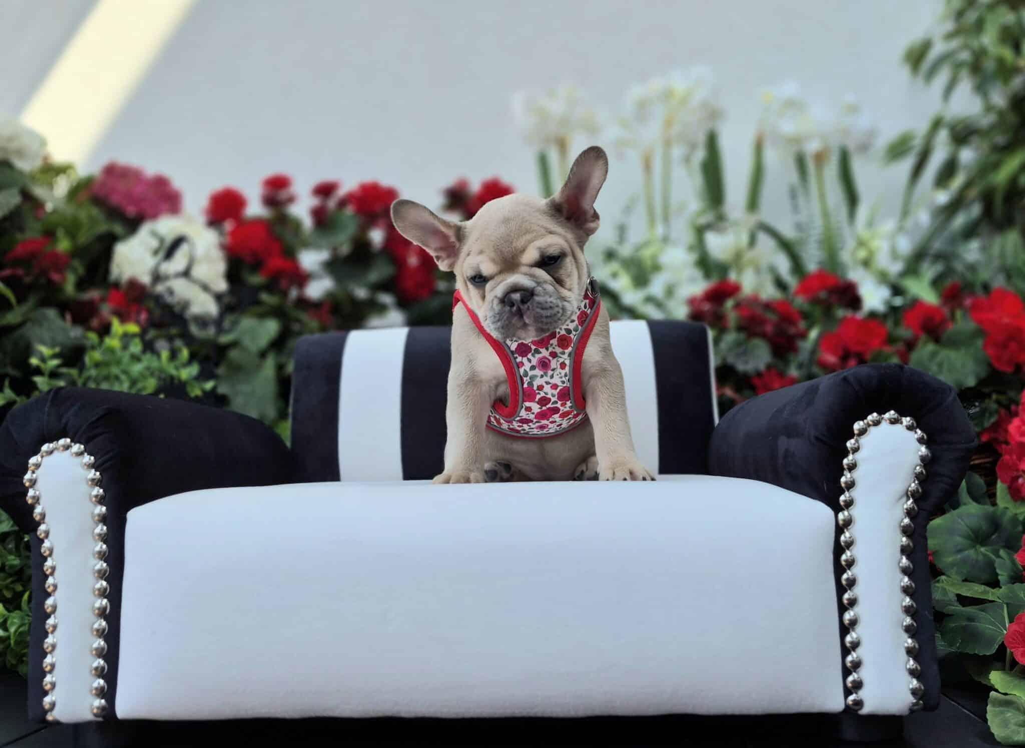 #site_title #image_title