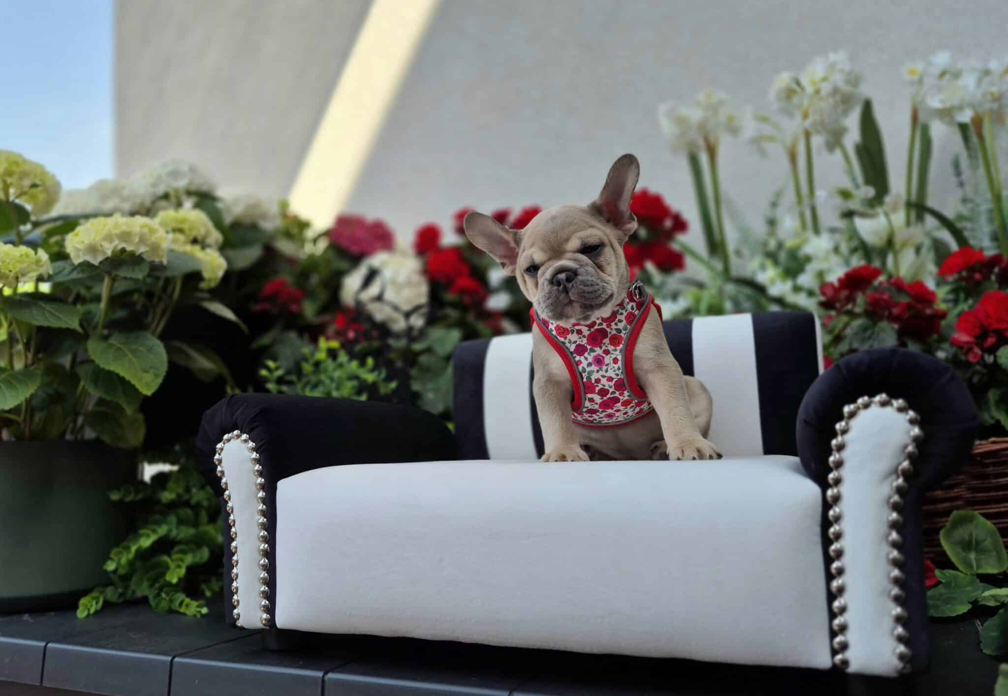 #site_title #image_title