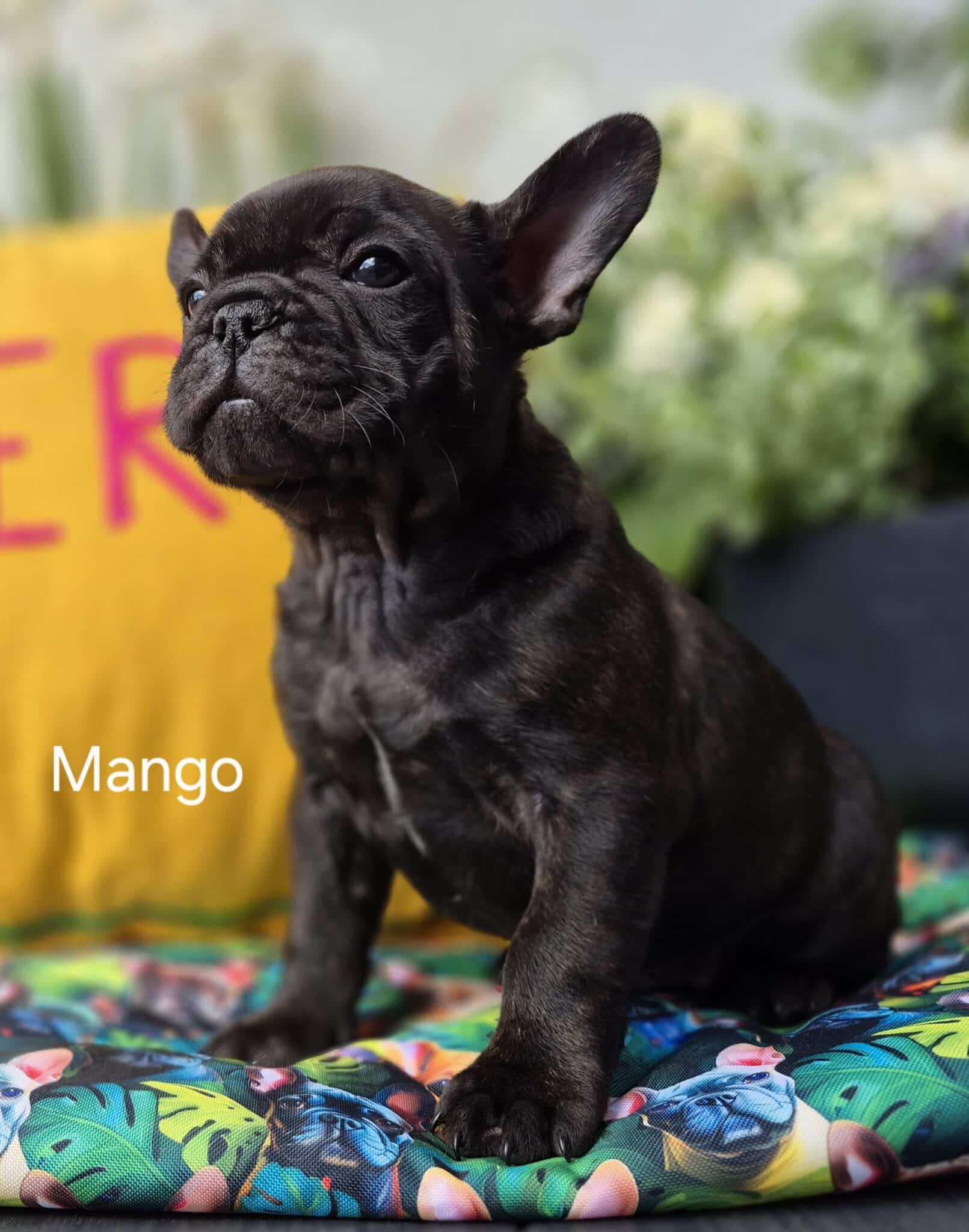 #site_title #image_title