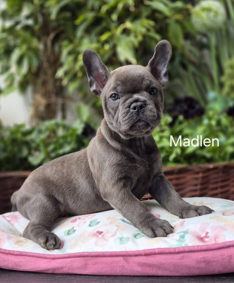 Miot M buldog francuski - szczenięta z hodowli Książęca Zagroda
