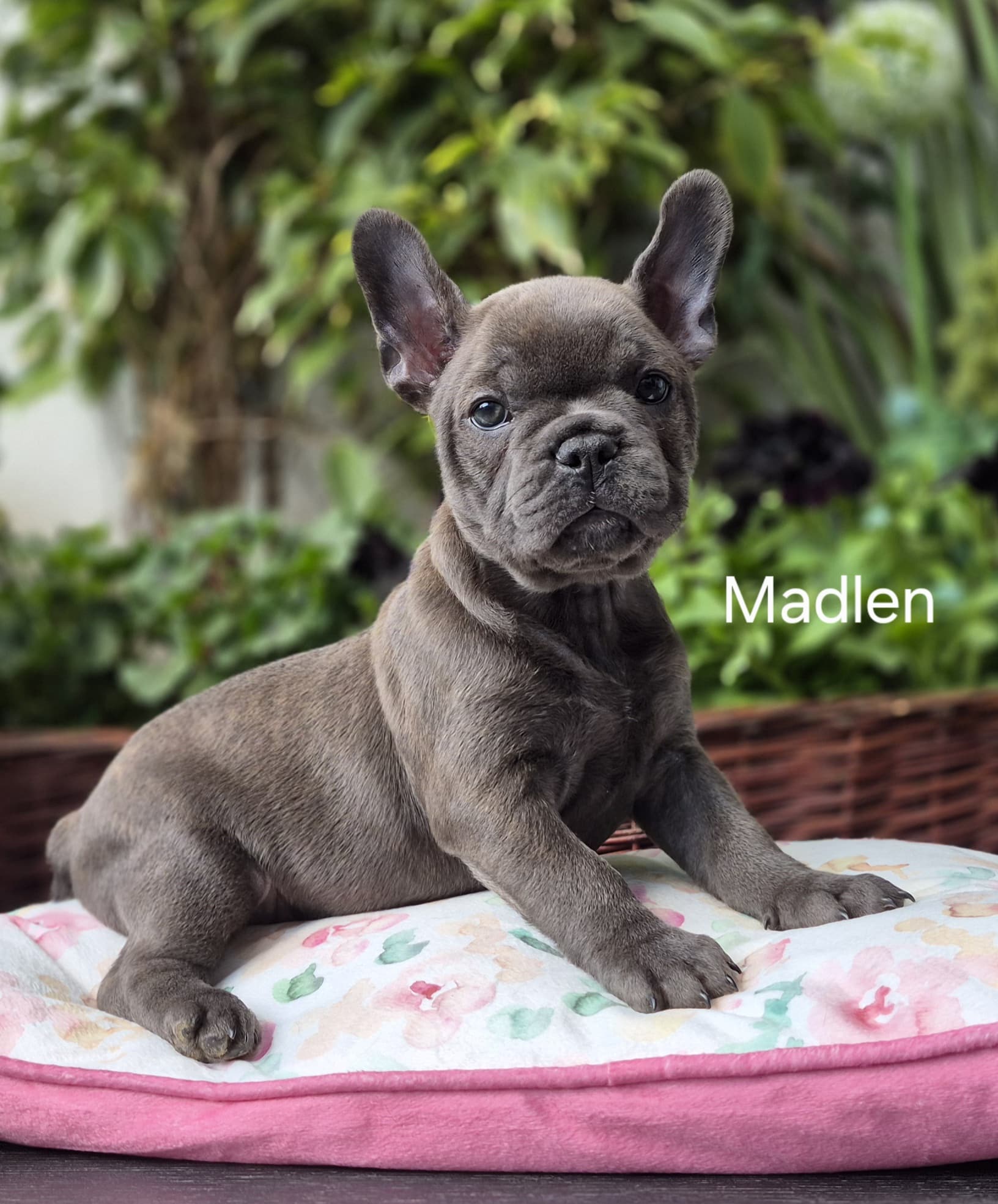 Miot M buldog francuski - szczenięta z hodowli Książęca Zagroda