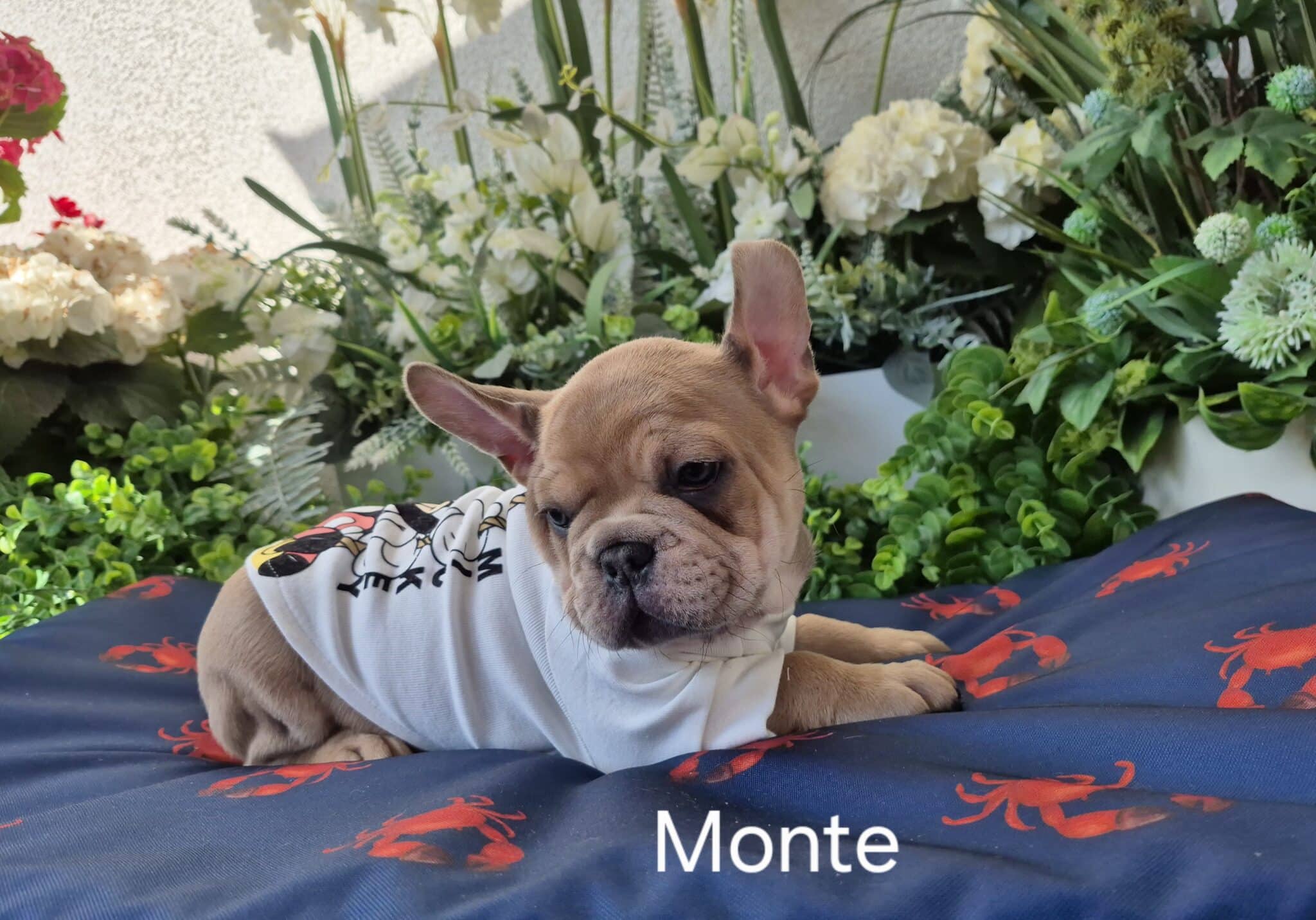 #site_title #image_title