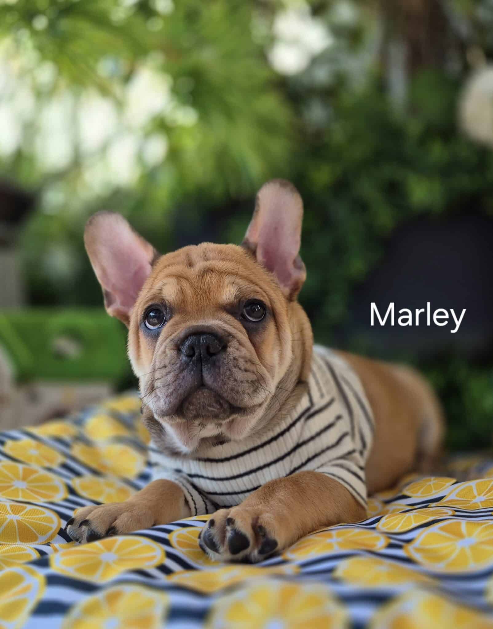 #site_title #image_title