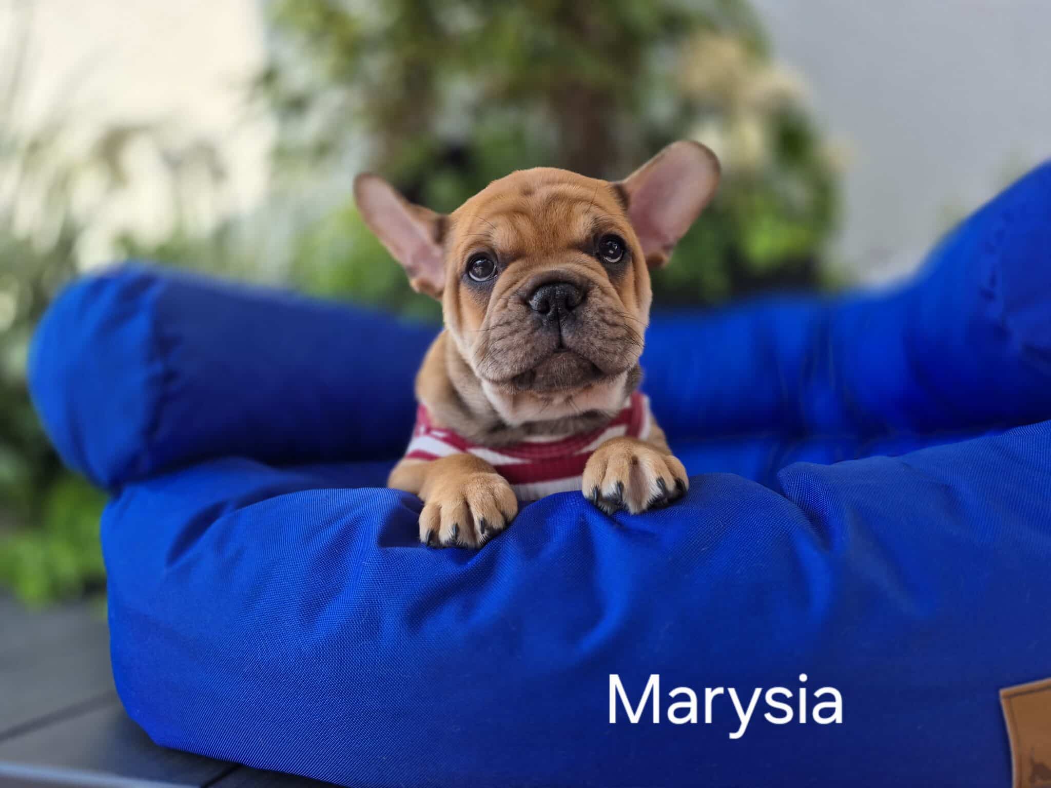 #site_title #image_title