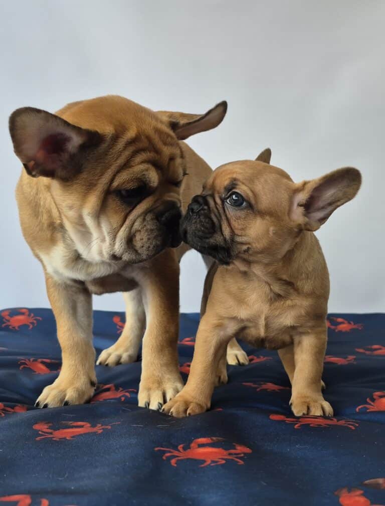 Hodowla Buldog francuski Książęca Zagroda B.F. 216 20250620 104632 015 saved resized