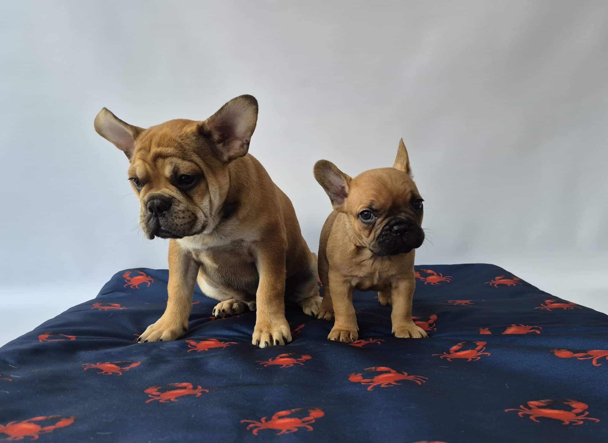 #site_title #image_title