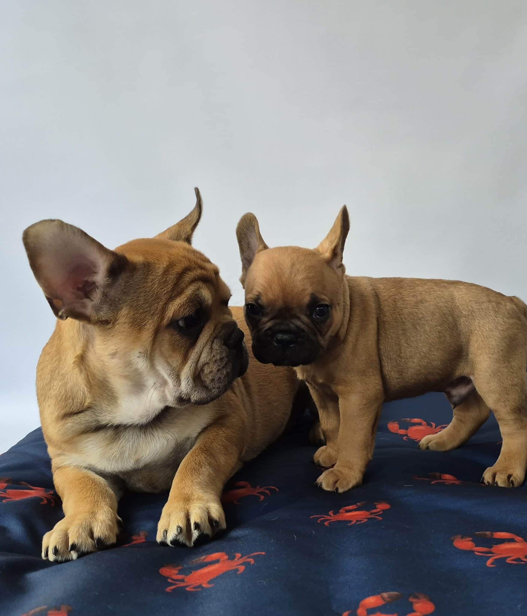 #site_title #image_title