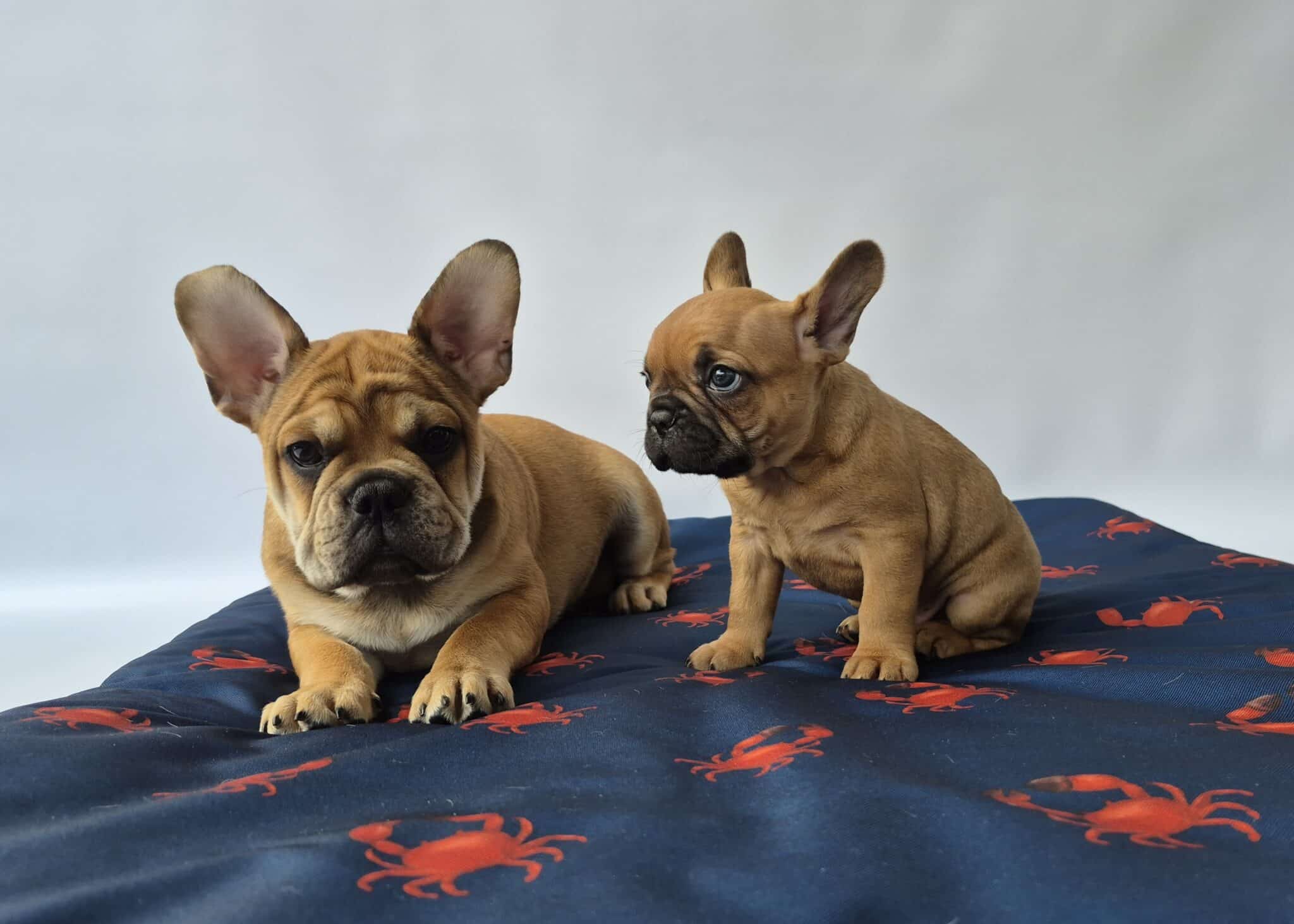 #site_title #image_title