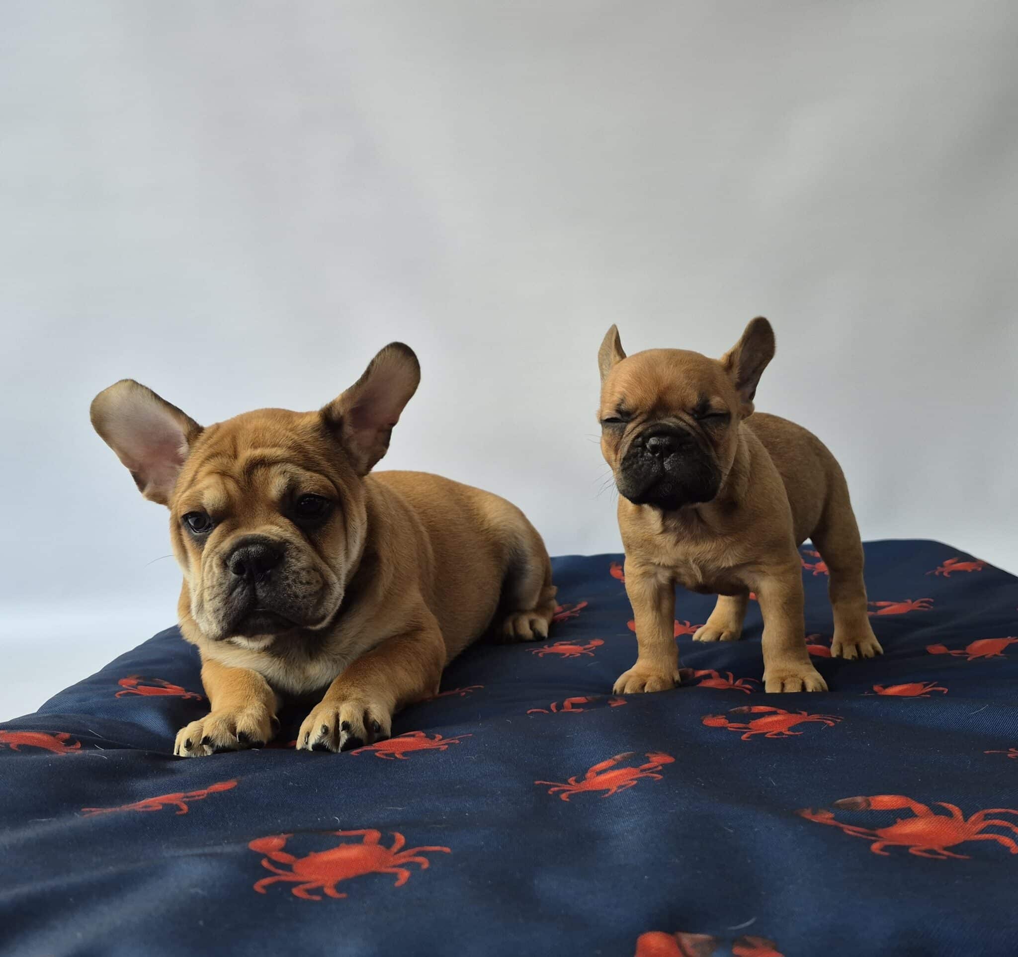 #site_title #image_title