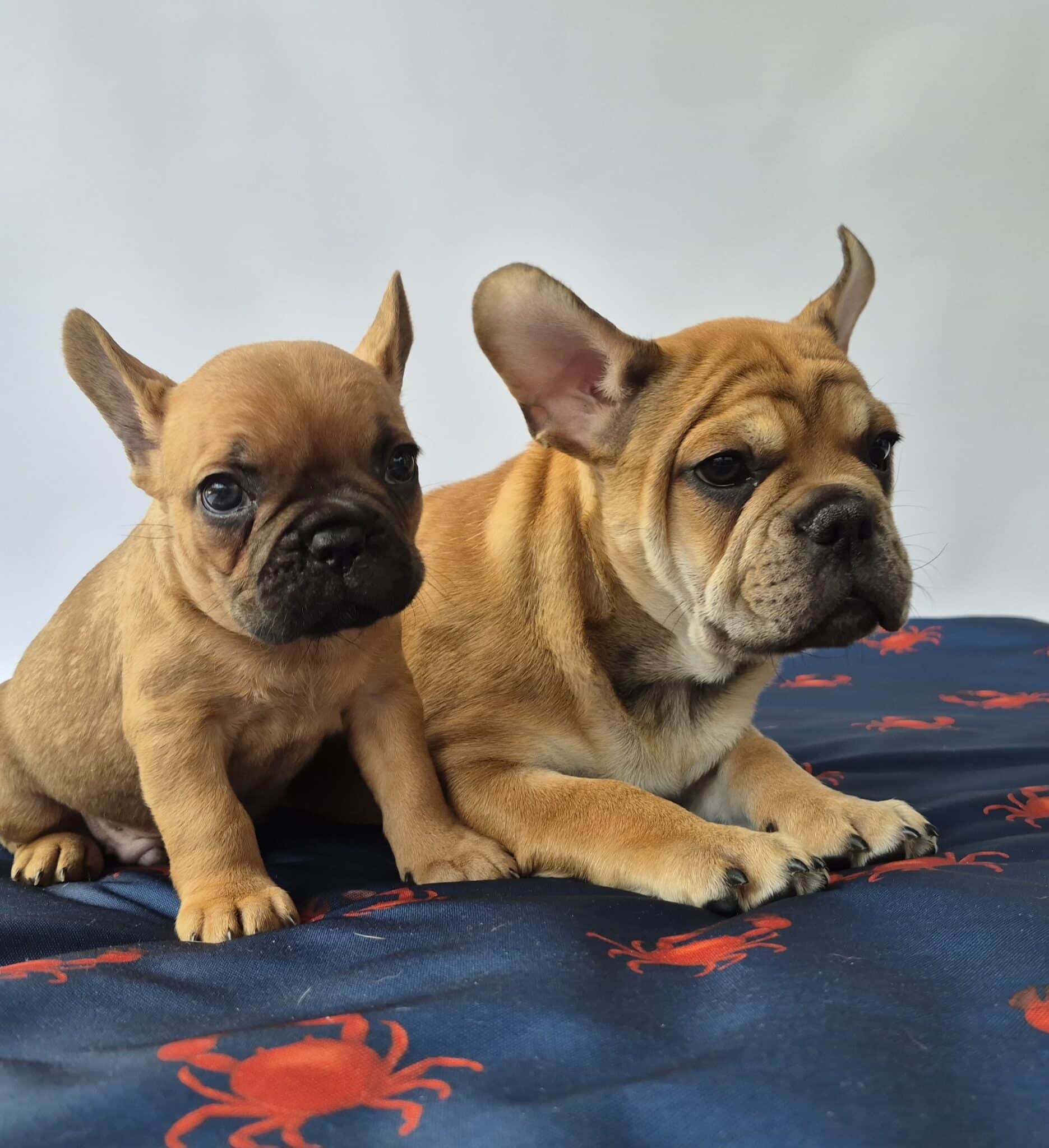 #site_title #image_title