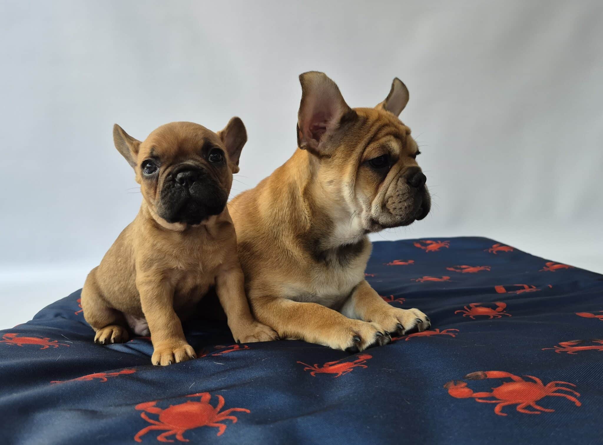 #site_title #image_title