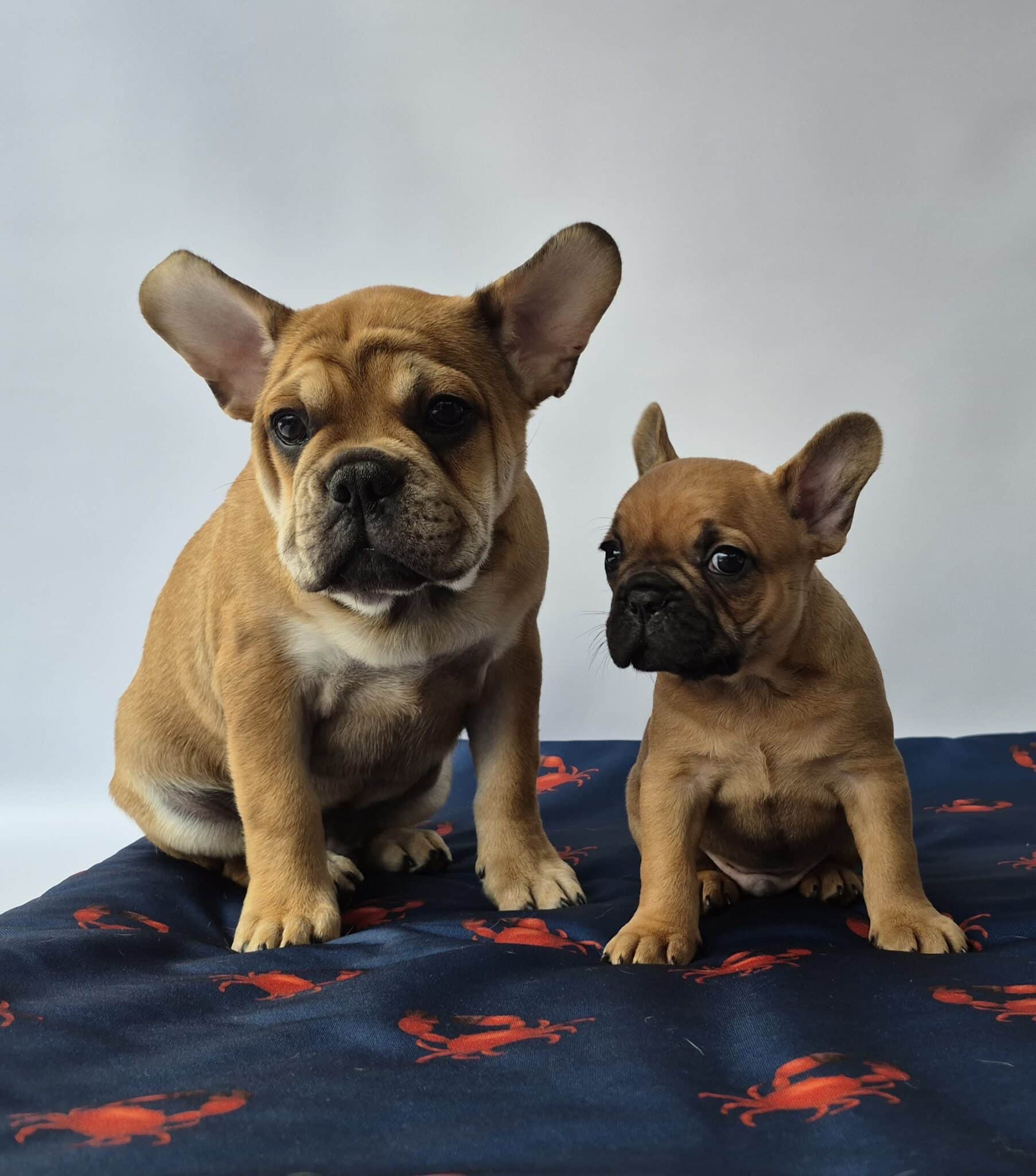 #site_title #image_title