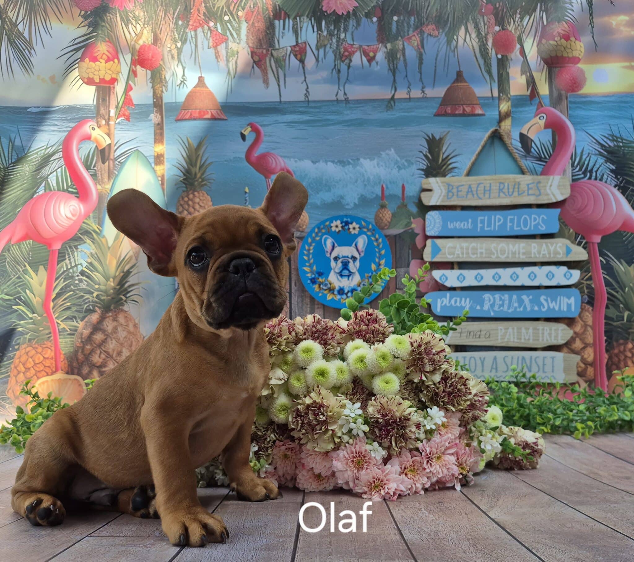 #site_title #image_title