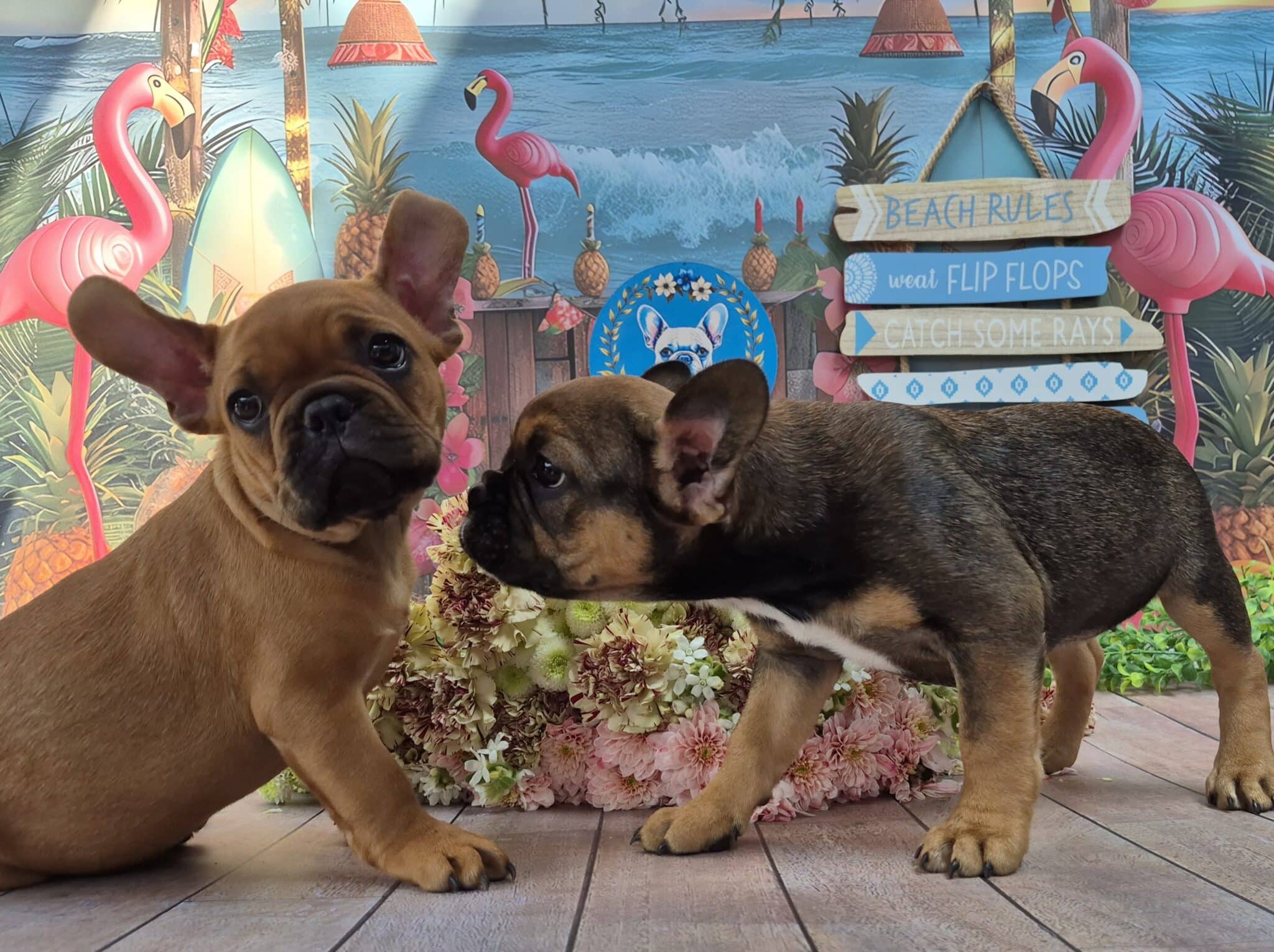 #site_title #image_title