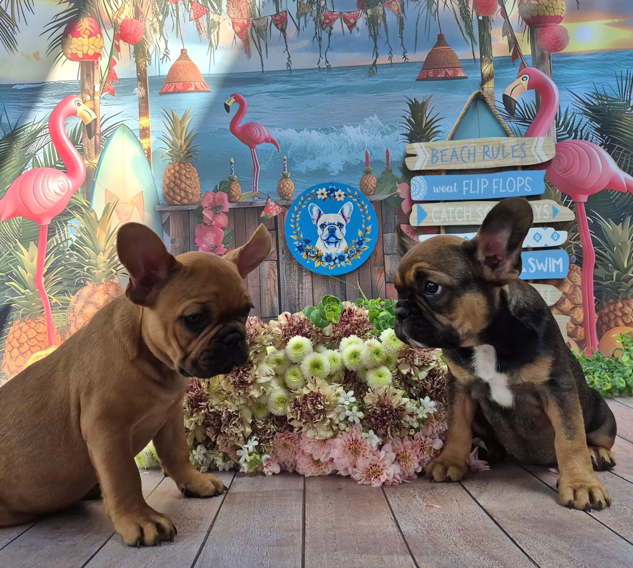 #site_title #image_title