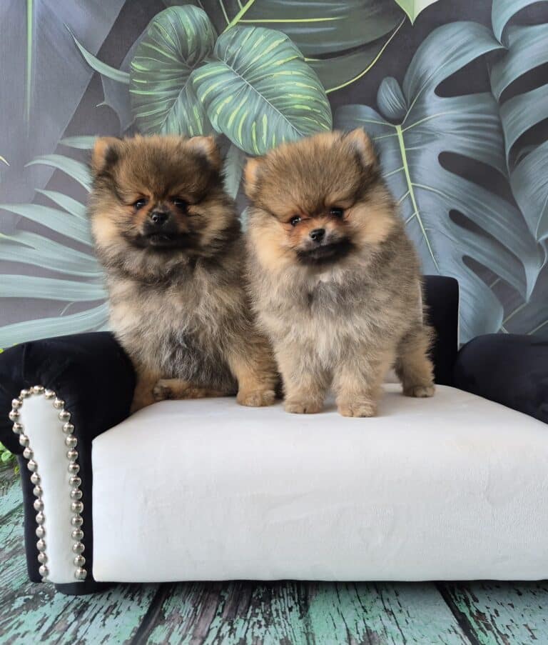 #site_title #image_title