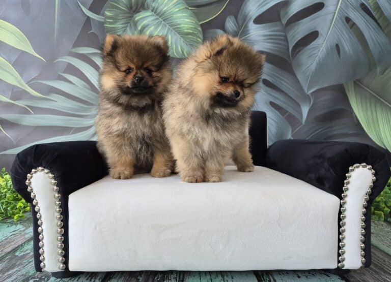 #site_title #image_title