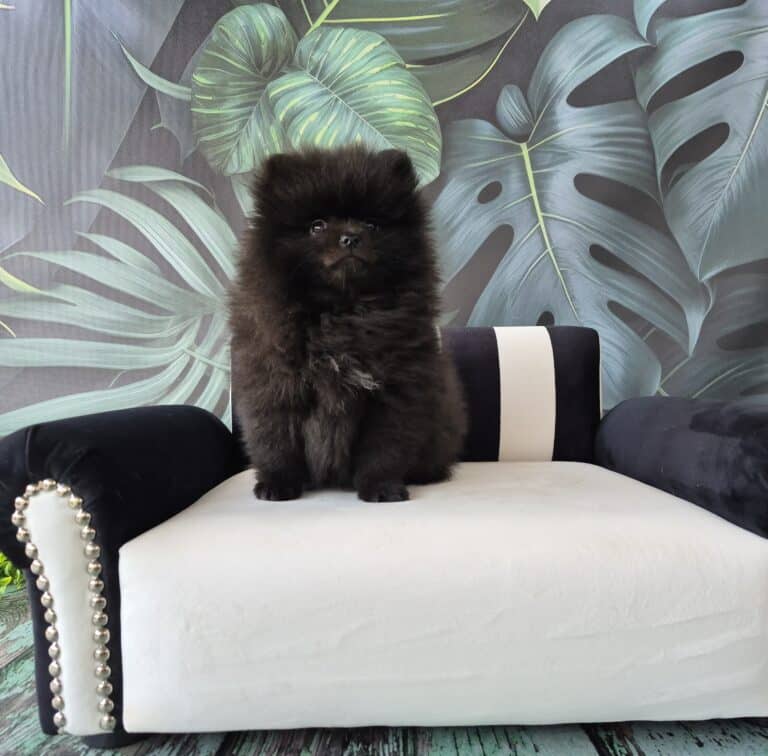 #site_title #image_title