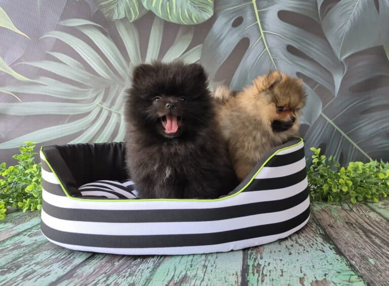 #site_title #image_title