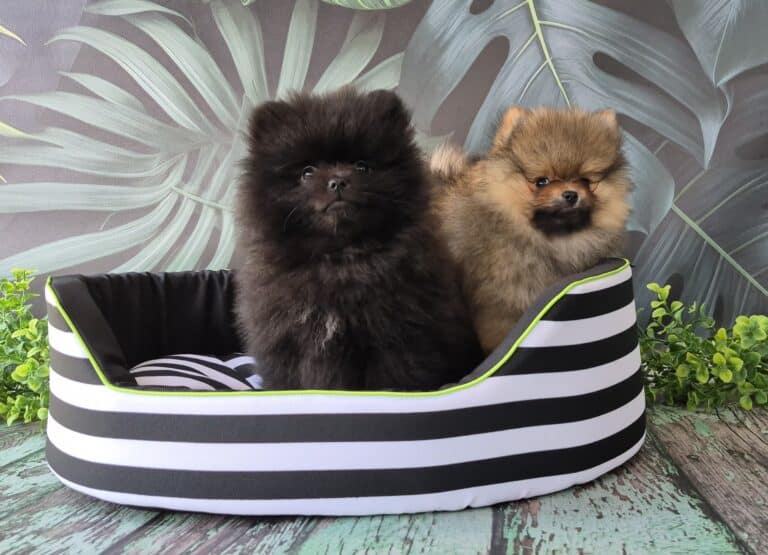 #site_title #image_title