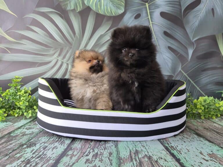 #site_title #image_title