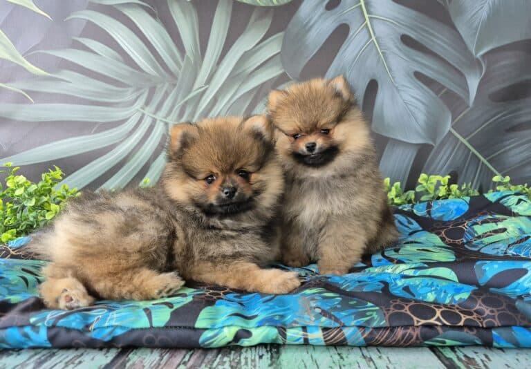 #site_title #image_title