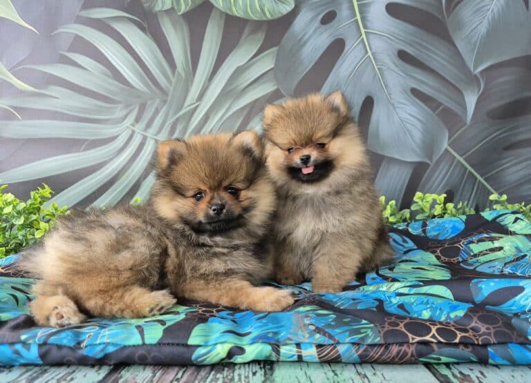 #site_title #image_title