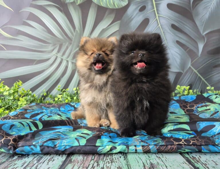 #site_title #image_title