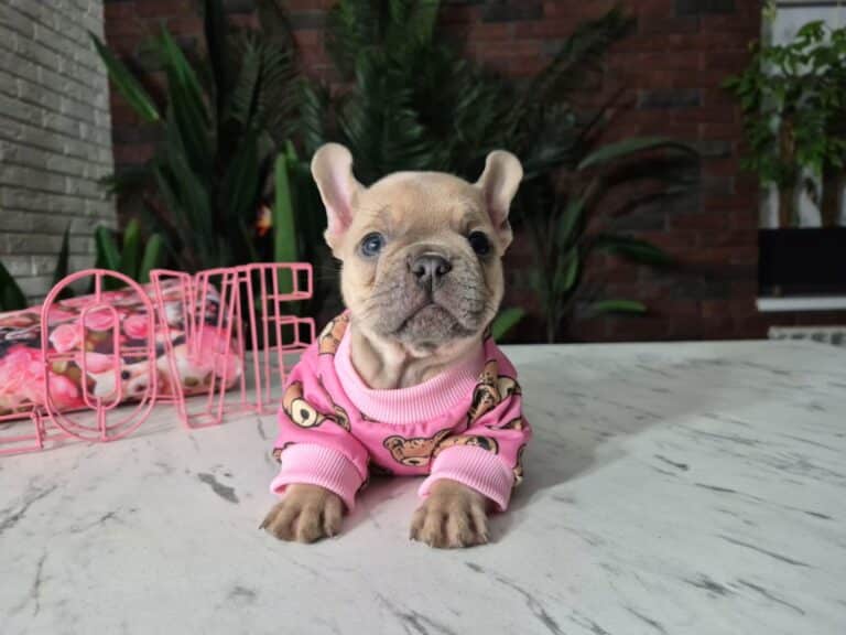 Cleo, mała dama. 3 IMG-20251111-WA0010