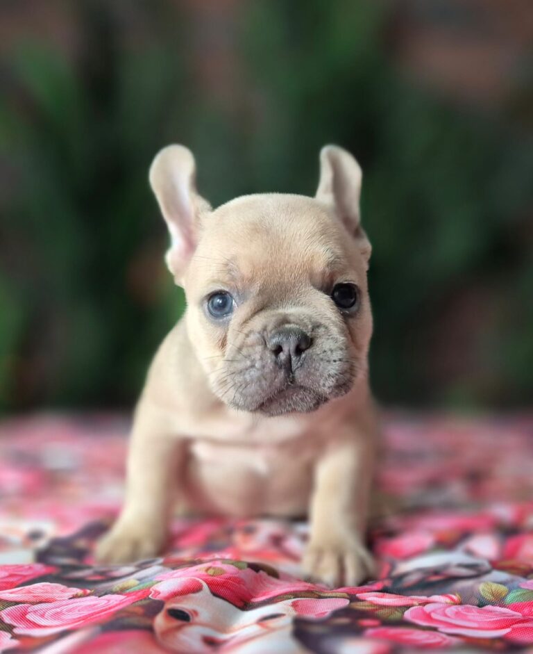 Cleo, mała dama. 2 IMG-20251111-WA0011