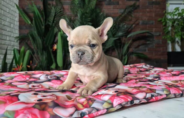 Cleo, mała dama. 4 IMG-20251111-WA0012