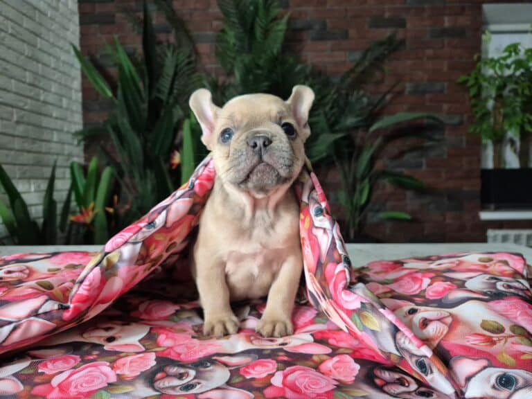 Cleo, mała dama. 7 IMG-20251111-WA0013