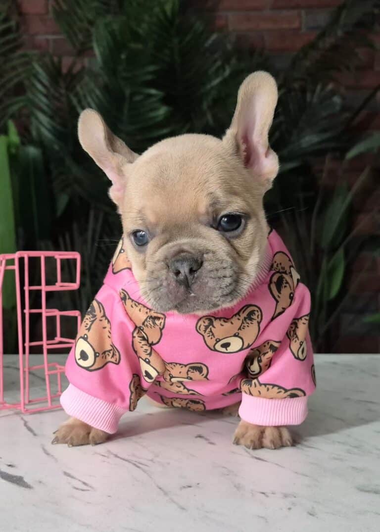 Cleo, mała dama. 5 IMG-20251111-WA0016