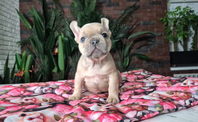 Cleo, mała dama. 10 IMG-20251111-WA0019