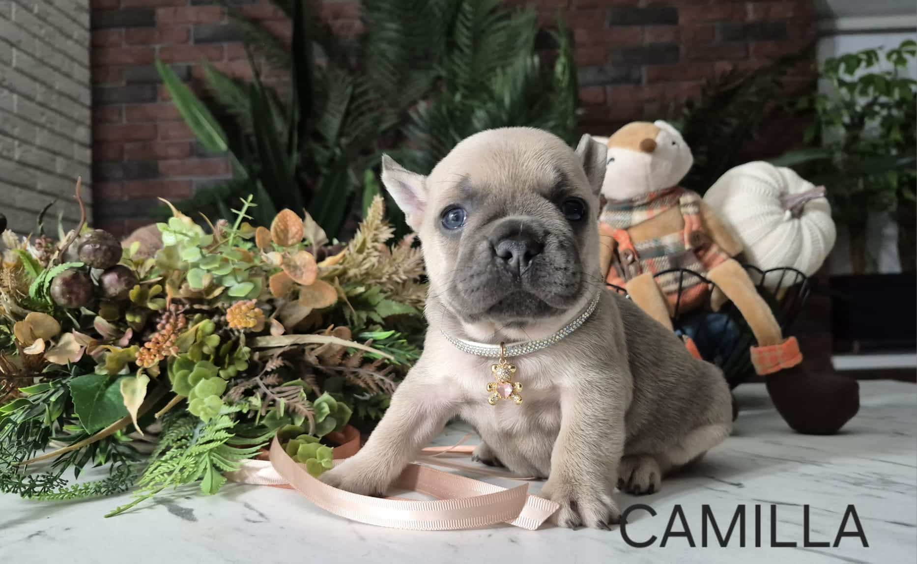 Zdjęcie WhatsApp 2025-10-31 o 091808_7c3c4ebf