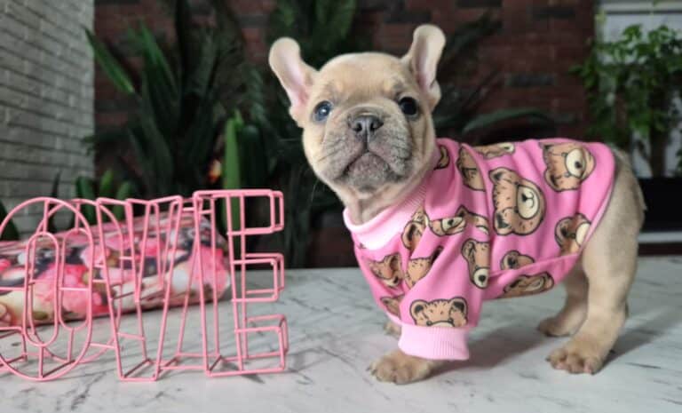 Cleo, mała dama. 11 Zdjęcie WhatsApp 2025-11-11 o 162006_ea04b55c