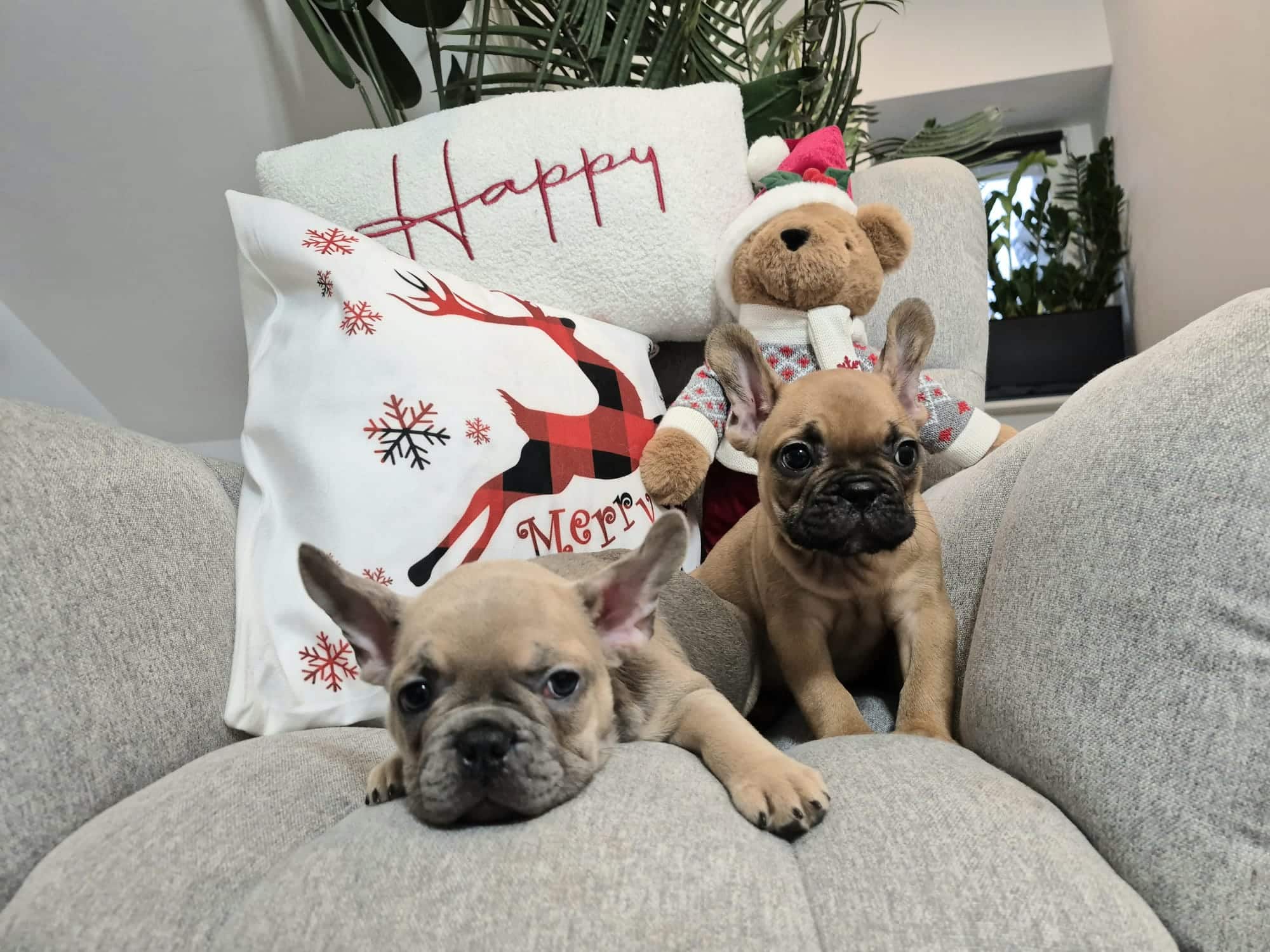 #site_title #image_title