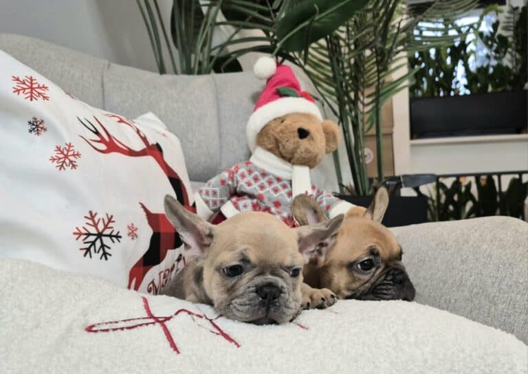 Hodowla Buldog francuski Książęca Zagroda B.F. 158 IMG 20251204 WA0008