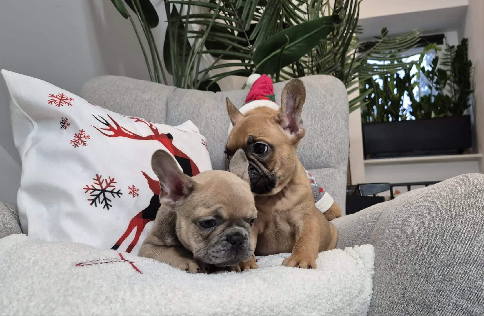 #site_title #image_title