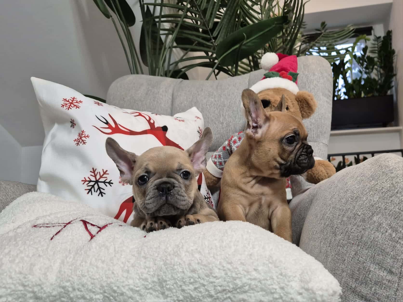 #site_title #image_title