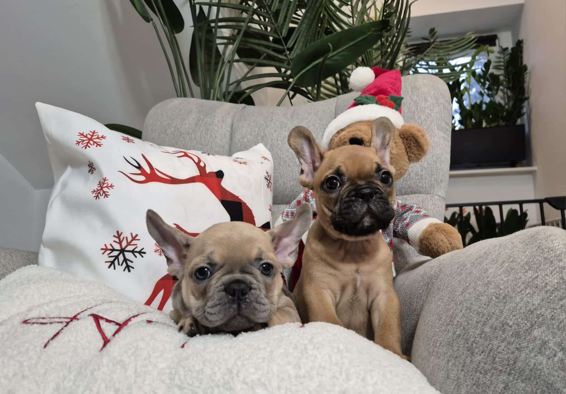 #site_title #image_title