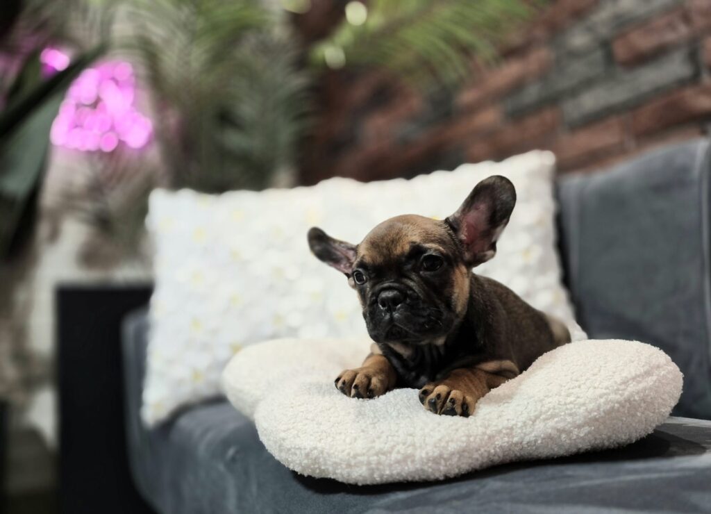 WhatsApp Image 2026 01 22 at 07.17.45