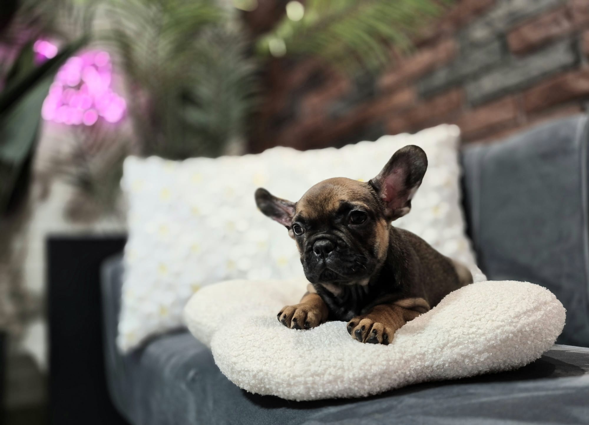 WhatsApp Image 2026 01 22 at 07.17.45