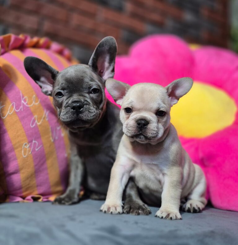 Kiara i Boni: Dwie siostry, dwa światy. 1 WhatsApp Image 2026-01-25 at 13.35.29