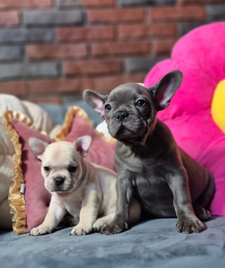 Kiara i Boni: Dwie siostry, dwa światy. 3 WhatsApp Image 2026-01-25 at 13.35.30 (2)