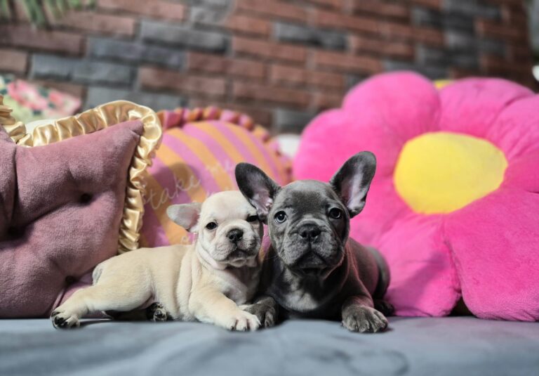 Kiara i Boni: Dwie siostry, dwa światy. 4 WhatsApp Image 2026-01-25 at 13.35.30 (3)