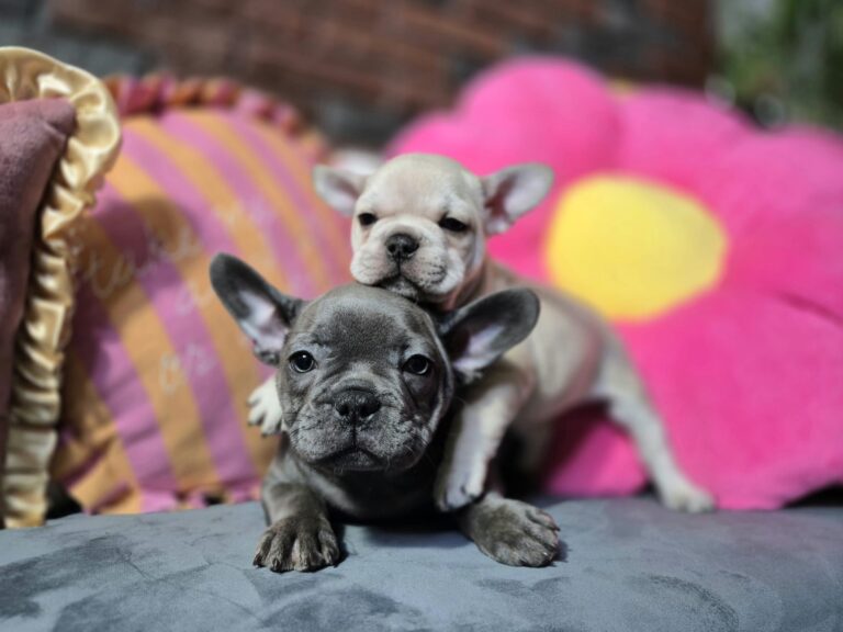 Kiara i Boni: Dwie siostry, dwa światy. 9 WhatsApp Image 2026-01-25 at 13.35.31 (4)