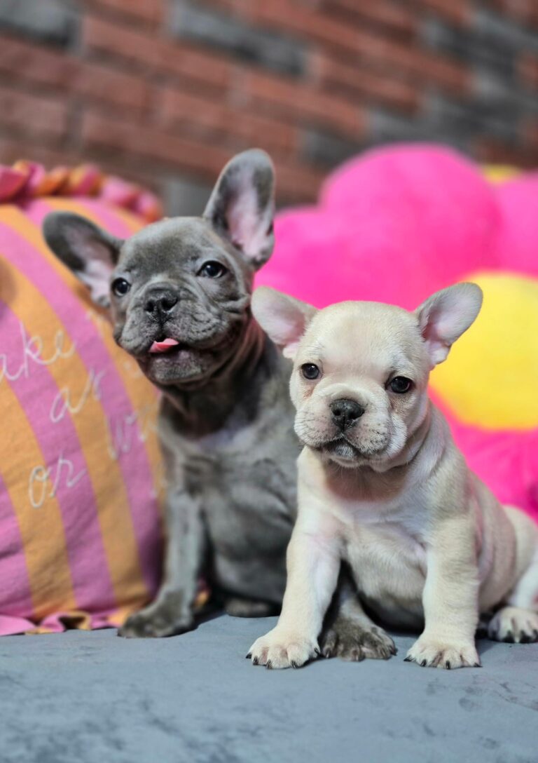 Kiara i Boni: Dwie siostry, dwa światy. 11 WhatsApp Image 2026-01-25 at 13.35.31