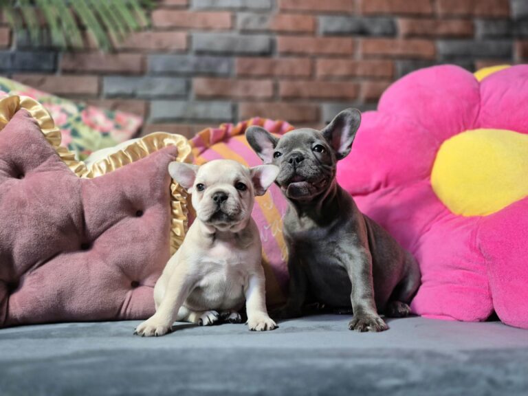 Kiara i Boni: Dwie siostry, dwa światy. 12 WhatsApp Image 2026-01-25 at 13.35.32 (1)